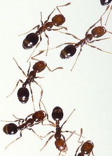 Las hormigas que enseñan